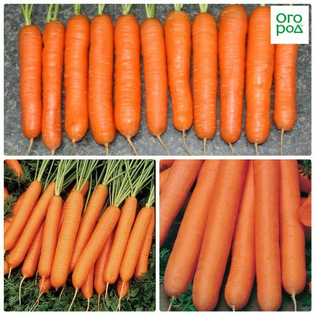 морквоь нантская 4