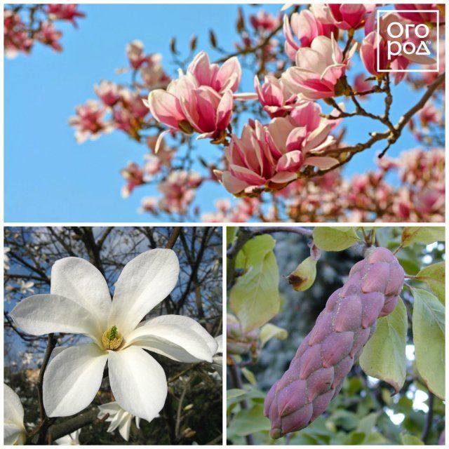 Магнолия иволистная (Magnolia salicifolia)