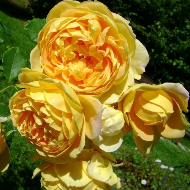 роза парковая Golden Celebration