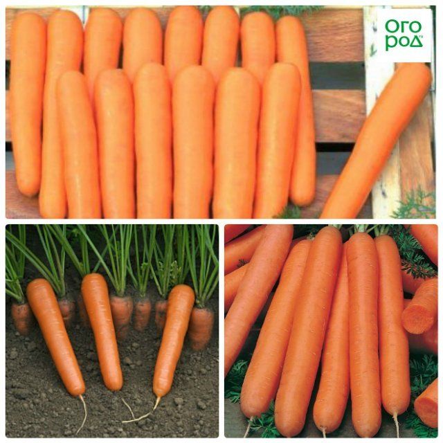 морковь маэстро f1