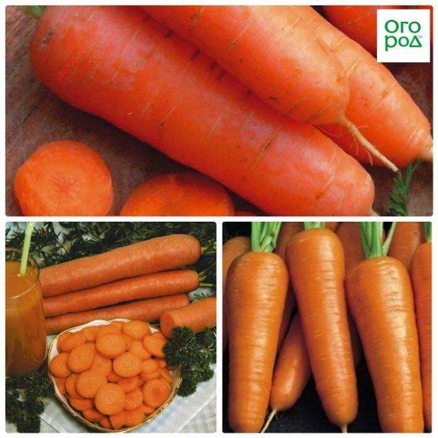 морковь лакомка