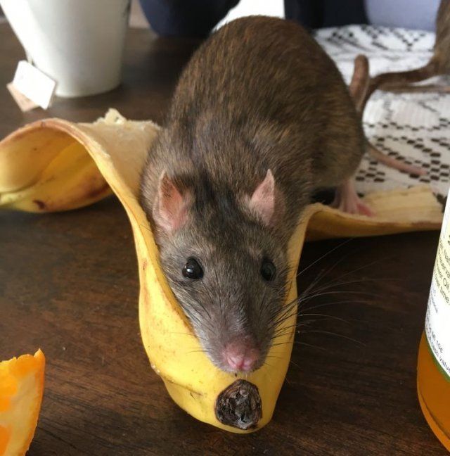Грызун ест банановую кожуру
