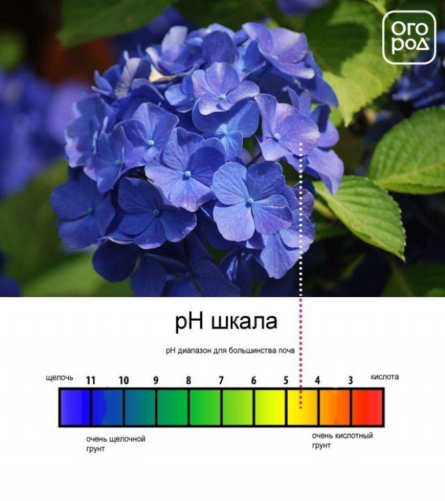 гортензия с голубыми цветками и баланс ph
