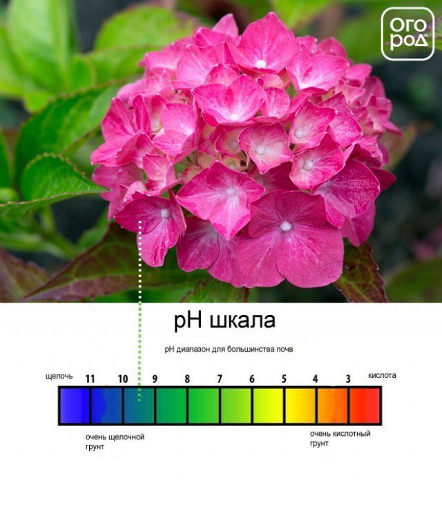 гортензия с розовыми цветками и баланс ph