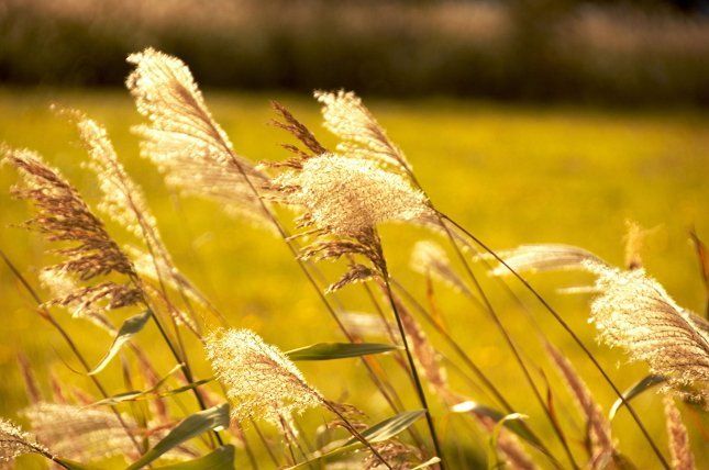 Пампасная трава может вырастать в высоту до 3 м