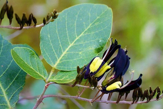 Листья у кеннедии черной гладкие и кожистые
