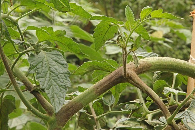 Фитофтора на черешках листьев и стеблях