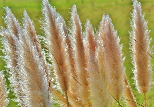 Пышные метельчатые соцветия пампасной травы состоят из множества мелких колосков