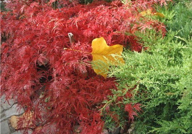 Клен пальмолистный осенью изменяет цвет листвы