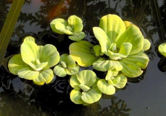Если за прудом плохо ухаживать, водные растения могут начать желтеть