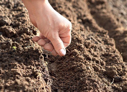 Готовить почву под посев нужно в сентябре