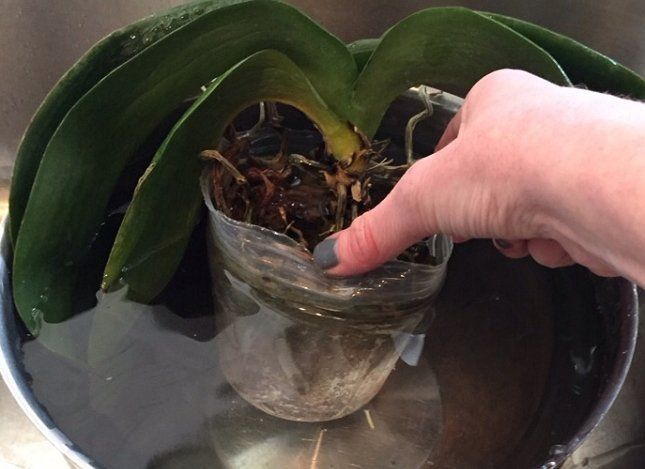 Полив орхидеи методом погружения