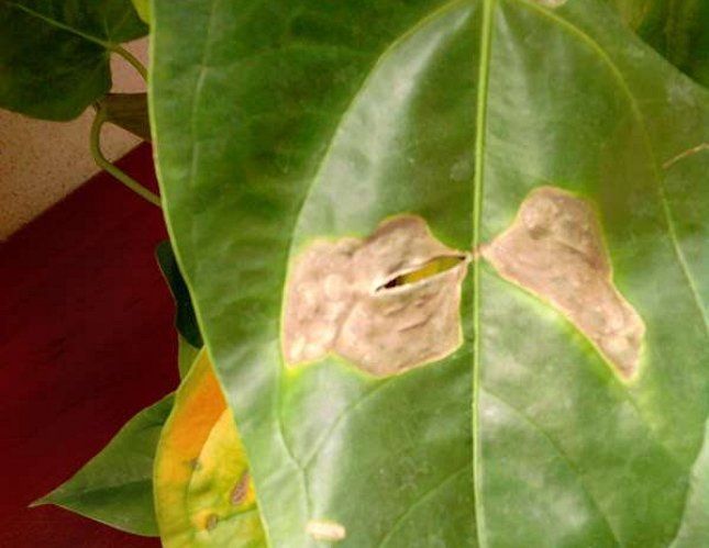 Сухие пятна на листьях чаще всего появляются от недостатка воды