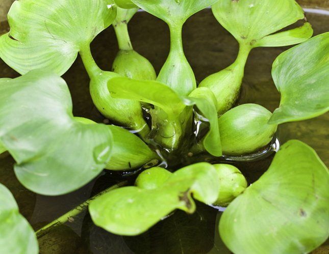 Зимой водяной гиацинт можно содержать в обычном аквариуме