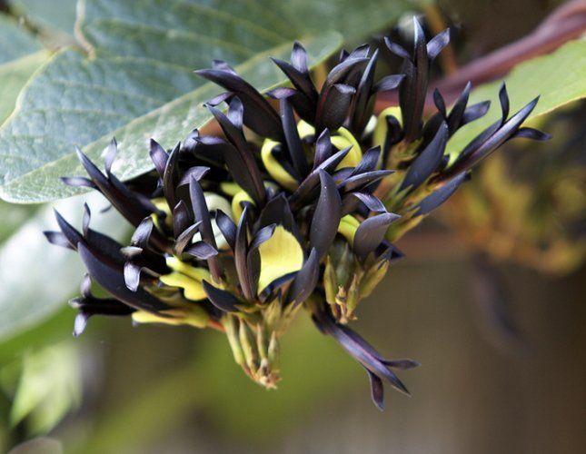 Самое необычное в кеннедии – это ее удивительные цветки