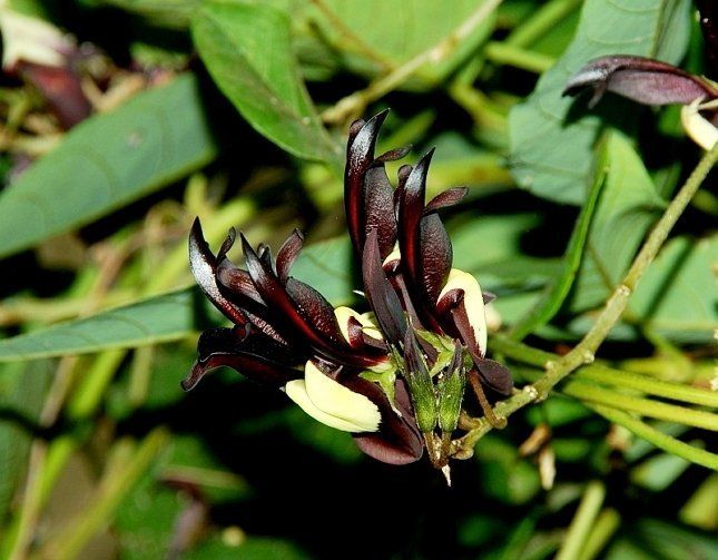Редкий цветовод может похвастаться выращиванием в доме такой лианы, как кеннедии черной