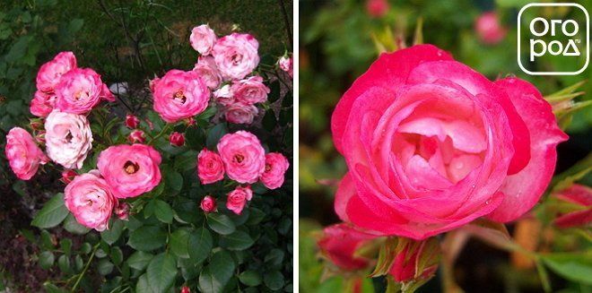 Лучшие почвопокровные розы для великолепного сада