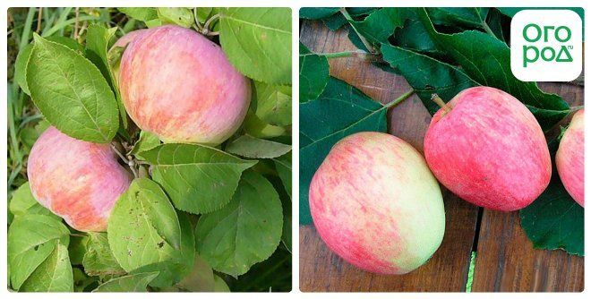 Яблоки Сентябрьские Сорта Фото