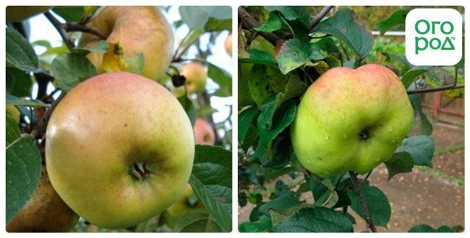 Яблоки Поздние Сорта Описание И Фото