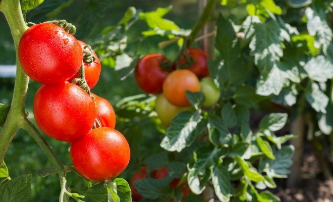 Где лучше выращивать помидоры в теплице или на улице
