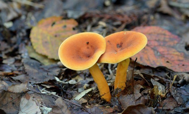 : Несъедобные грибы