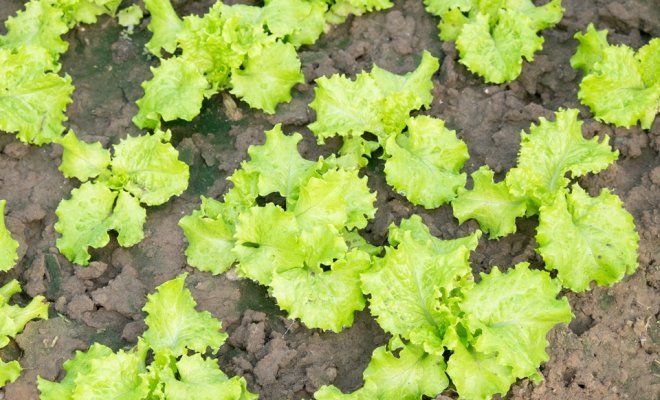 Как правильно посадить листовой салат?
