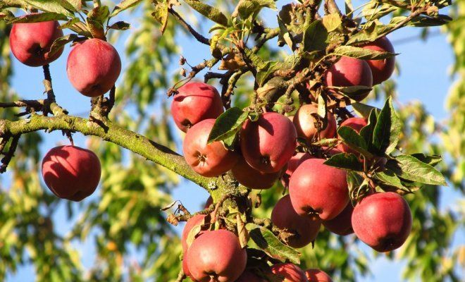 Лучшие сорта яблонь урала: посадка и уход