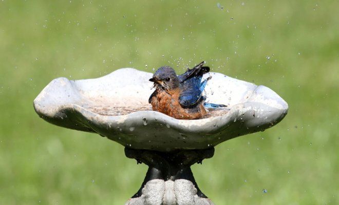 : Ванночка для птиц