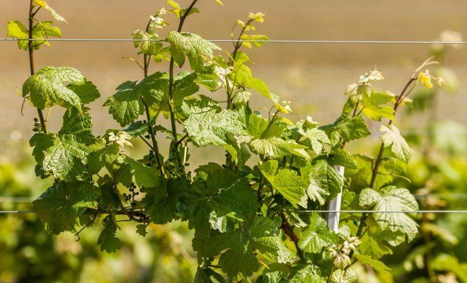 Как вырастить виноград за два года