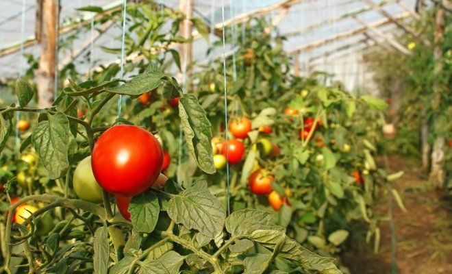 : Выращивание помидоров в теплице
