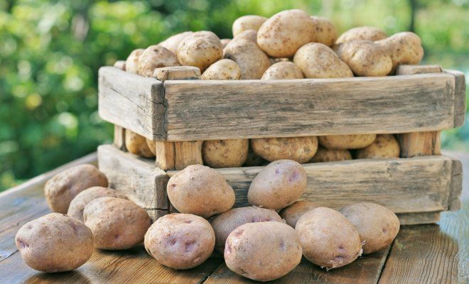 : Хранение картофеля