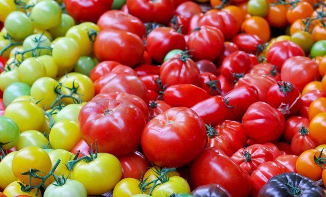 Jak zvýšit počet plodů rajčat?