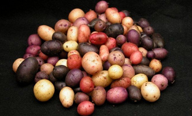: Семена картофеля