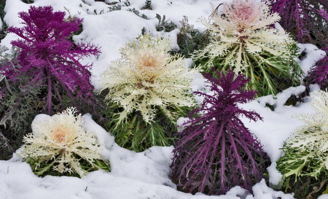 : Декоративная капуста под снегом