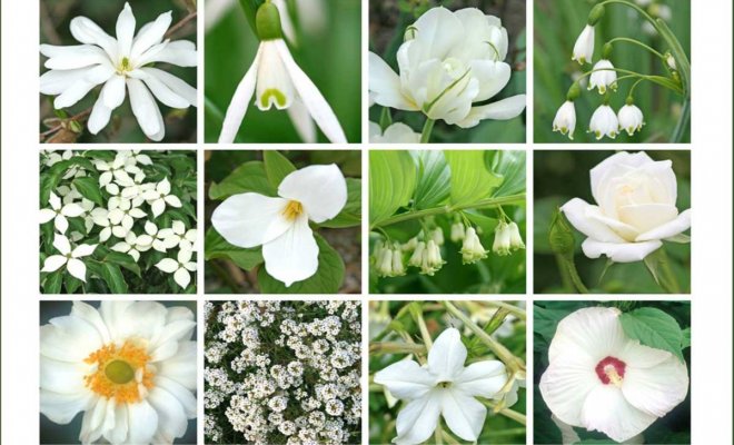 Белый цветник: 16 лучших растений для разных сезонов