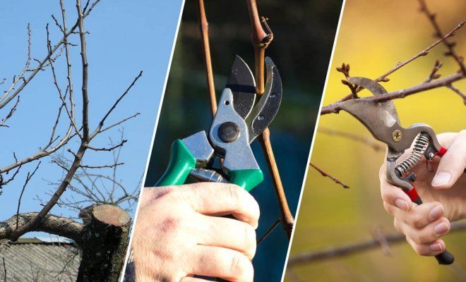 : Как обрезать ветку дерева или куста