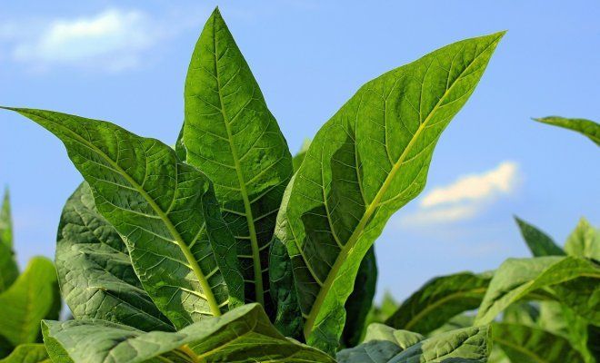 Табачная пыль – применение в саду и огороде | Дела огородные (Огород.ru)