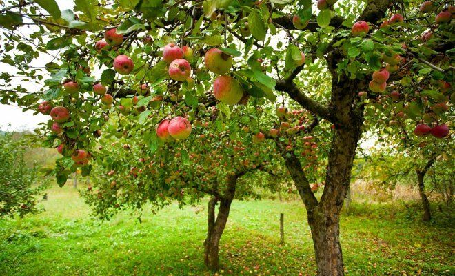: Яблони и яблоки 