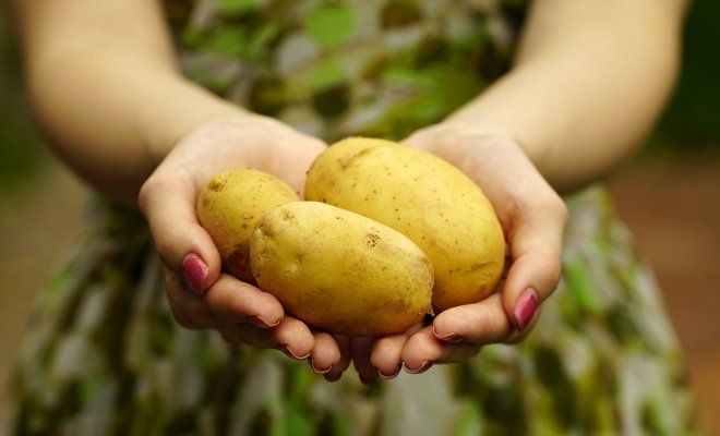 : Картофель в женских руках