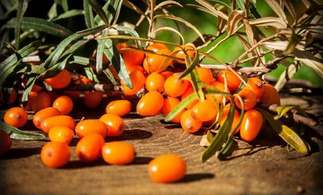 : Hippophae rhamnoides on wooden table