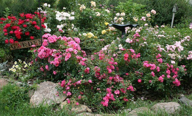 : Канадские розы в саду