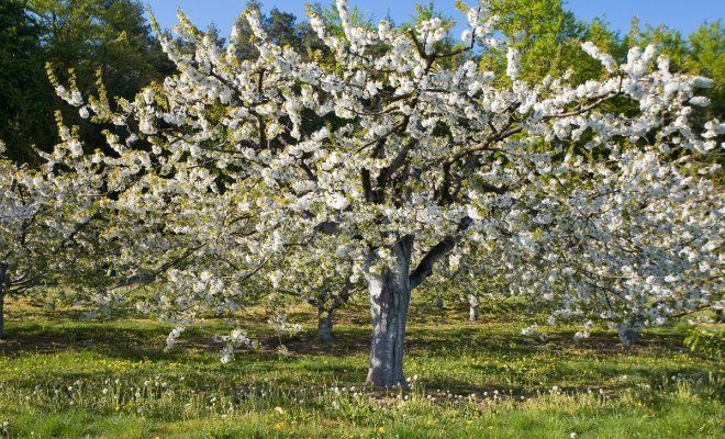 : Germany,Bavaria,Blossoming cherry tree