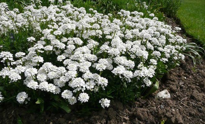 20 однолетников с белыми цветками – подойдут для сада любого стиля