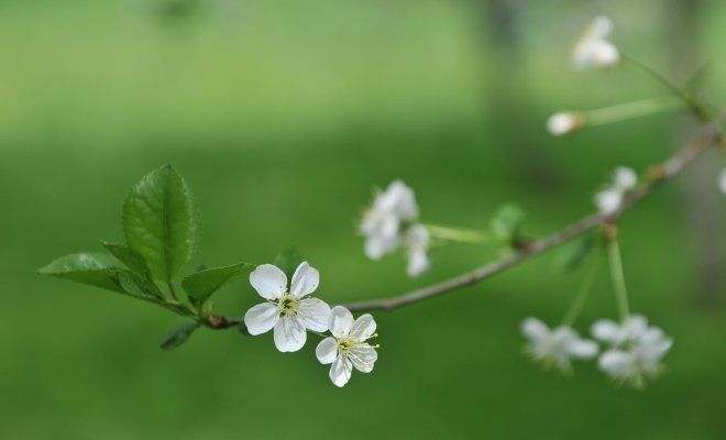 : Flowering in the garden of cherry tree