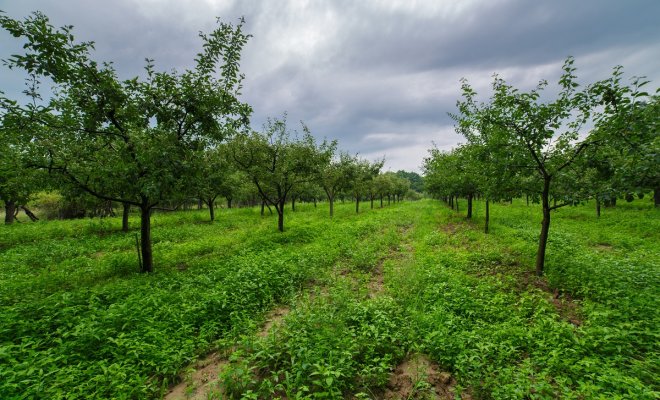 : Landscape with a plum trees orchard in a cloudy day