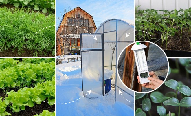 : выращивание овощей и зелени в теплице зимой