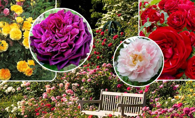 : лучшие парковые розы сорта фото