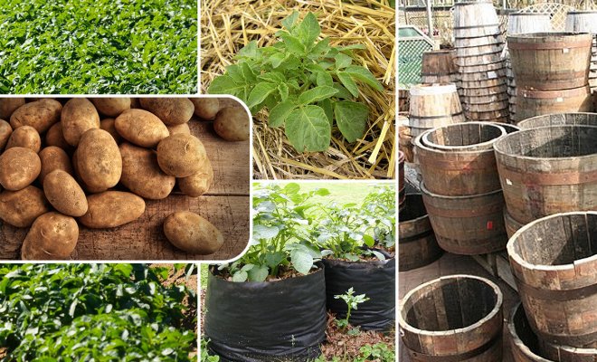Традиционные и новые способы выращивания картофеля: плюсы и минусы каждого– «Лето в деревне» – система капельного полива для сада и огорода «Умнаялейка»