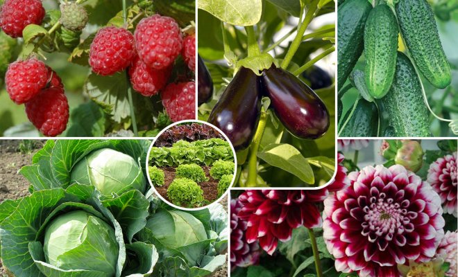 : Овощные и ягодные культуры