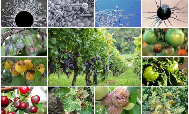 : Болезни овощных и плодовых культур
